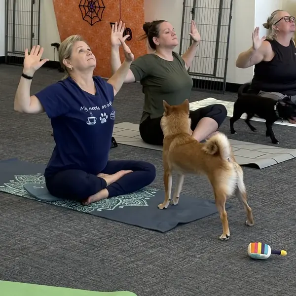 Yoga with puppies at K9 Rox Club